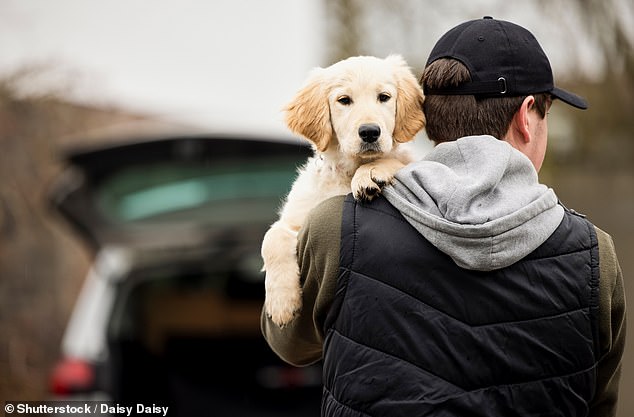 There are 13 million dog owners in the UK alone, and having a pet has been shown to improve mental and physical health (stock image)