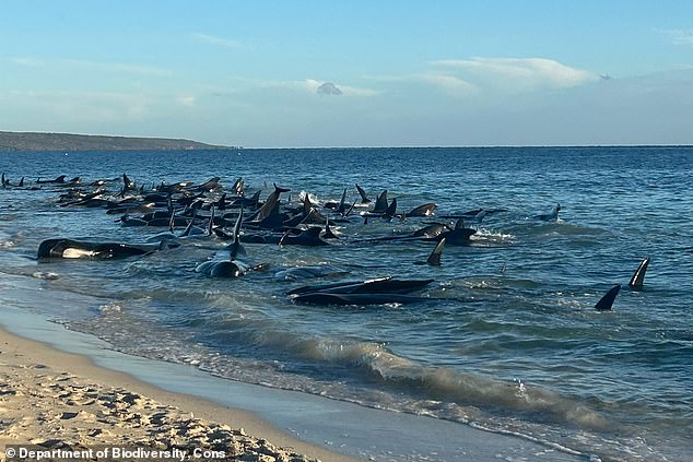 About 30 of the beached whales died, despite the efforts of authorities and community volunteers