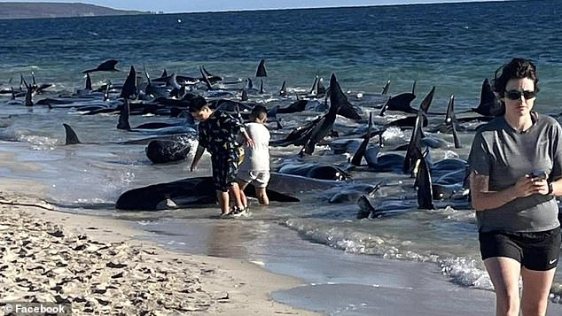 Four groups of whales spread out over 500 meters of beach on Thursday