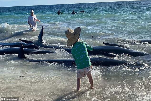 Volunteers managed to save about 100 pilot whales, but at least 30 died