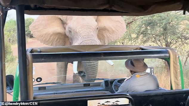 In the terrifying footage, the driver could be heard shouting at the animal to get moving before the elephant went in for a second round, almost toppling the truck full of tourists (pictured)