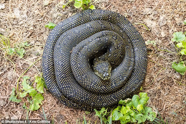 The diamond python (scientific name Morelia spilota spilota) is found in coastal and adjacent areas of southeastern Australia, and is also the southernmost python in the world