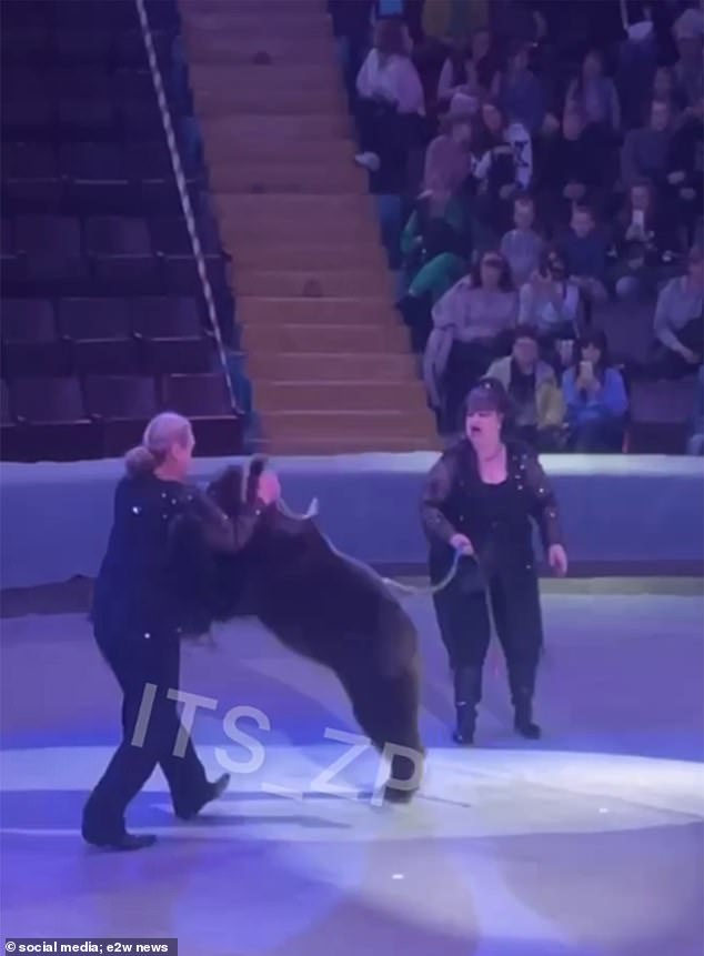 Days earlier at the same circus, a trainer was attacked by a bear after giving him a treat during a performance