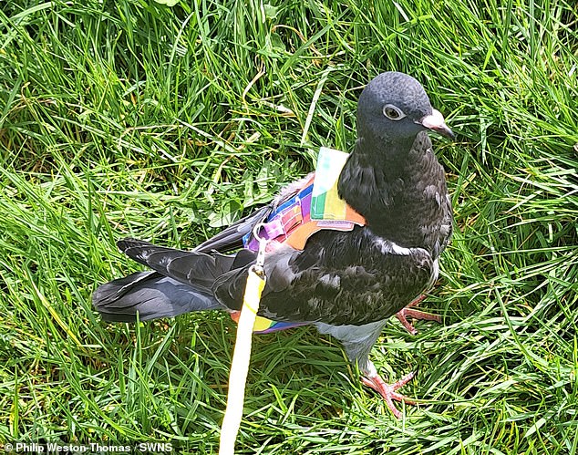 Bobbi wears 'pigeon pants' that double as a diaper and the family attaches his leash to them so they can take him on walks