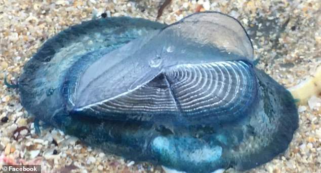 Scientists have advised beachgoers to stay away from the creatures because they are related to jellyfish and have tentacles that can leave a mild sting.