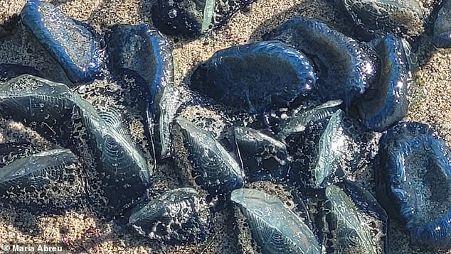 The By-the-wind sailors are also known as colonial hydroids and resemble the Portuguese Man O'War, which feeds on algae and zooplankton