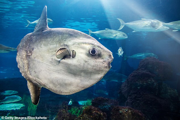 Ocean sunfish, also known as Mola mola, are known to feast on the small jellyfish-like creatures and in recent days they have been spotted munching on them