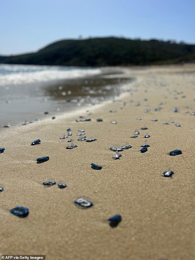 Velella Veellla washed up on a beach in Ramatuelle, southeastern France on April 12, 2024