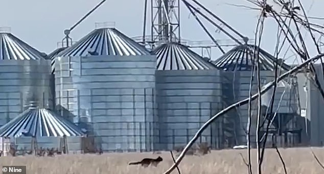 The one-minute video shows the creature (pictured) racing through a field past a large barn and several huge grain silos