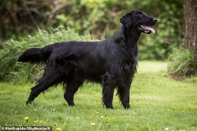 The Flat-coated Retriever – a hunting dog breed originating from England (photo) – had the highest mortality rate from cancer