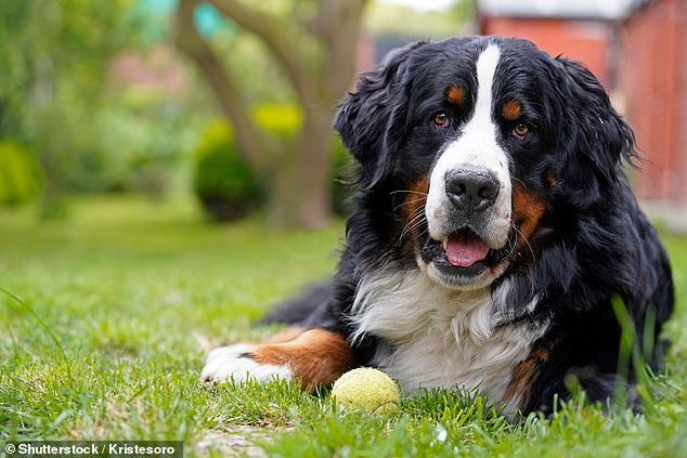 Many relatively large breeds, such as the Burmese Mountain Dog (pictured) and Bullmastiff, have a 40 to 50 percent chance of dying from cancer
