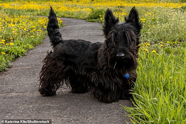 Scottish terrier (pictured) is an example of a small breed with a high risk of death from cancer, compared to other small breeds