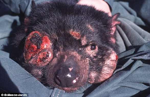 Image shows a Tasmanian devil affected by a facial tumor, which is usually fatal