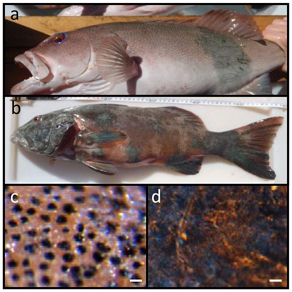 Image a) shows a fish with a large melanoma on its side;  b) is almost completely covered with melanoma;  c) is a close-up of normal fish skin;  d) is a close-up of melanoma on the skin of a fish