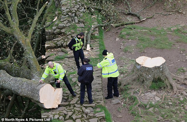 Northumbrian police officers arrive at the site of the Sycamore Gap tree to investigate