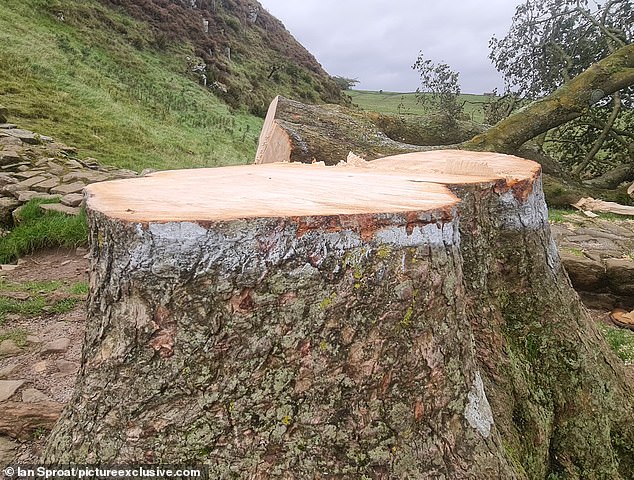 Part of the tree appeared to be marked with white paint, indicating someone may have felled it with a chainsaw
