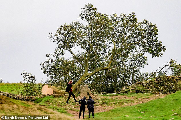 The Sycamore Gap tree is pictured after it was felled in Northumberland