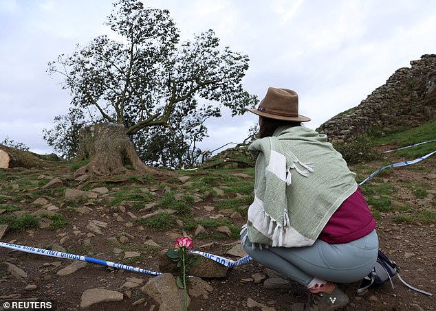 A hiker with a flower kneels to look at the fallen tree on September 28, 2023