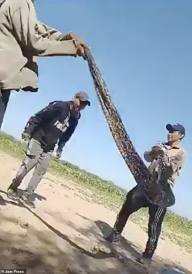 A group of men in Argentina sparked outrage on social media after a video of them using a snake as a jump rope was shared