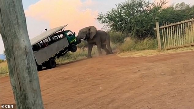 An enraged elephant (pictured) nearly toppled an open-sided tour bus in Pilanesberg National Park, South Africa, not once, but twice