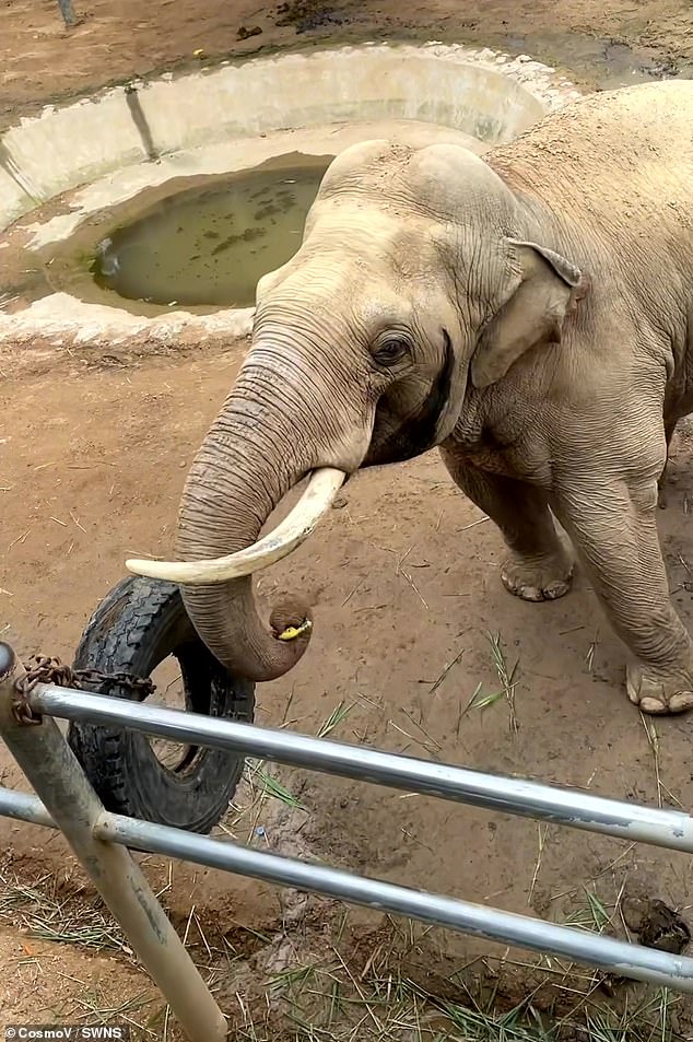 Adorable footage has emerged from a nature reserve in China showing a friendly elephant returning a toddler program after it fell into a zoo (pictured)