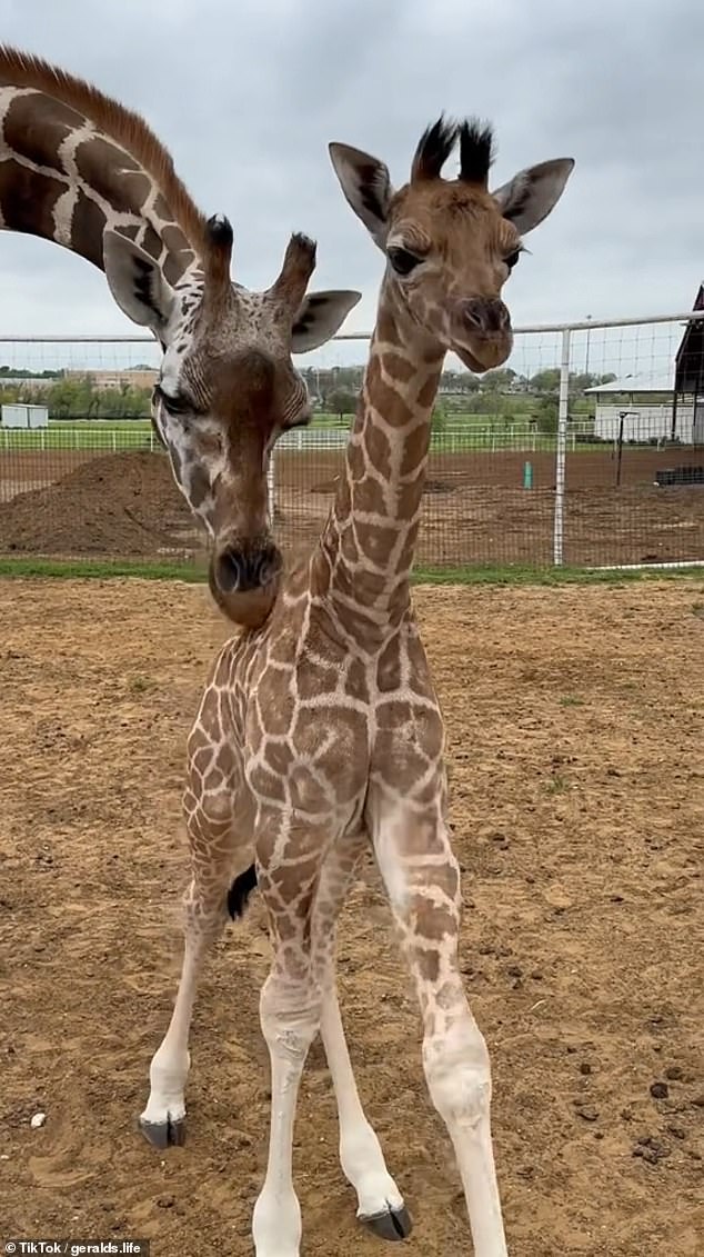 A baby giraffe named Finn stepped outside a barn in Highpoint Haven, Texas, for the first time on March 31.  The shelter posted a video of the milestone on social media the next day.