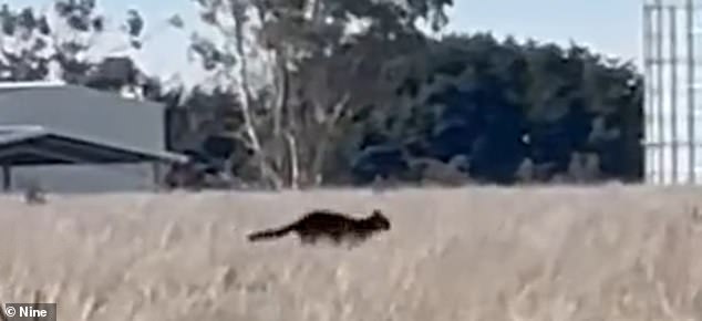 A new video of a big cat (pictured) running at a brisk pace through a rural field has set the internet ablaze with debate over whether it is a very large wild black cat, a panther or a creation of AI