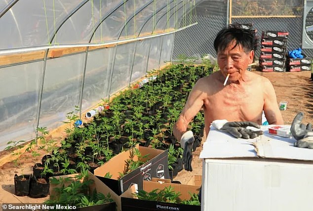 A Chinese worker at an illegal cannabis farm in New Mexico that closed in 2020.  Former employees of the plant filed a lawsuit against its leaders last year for assault