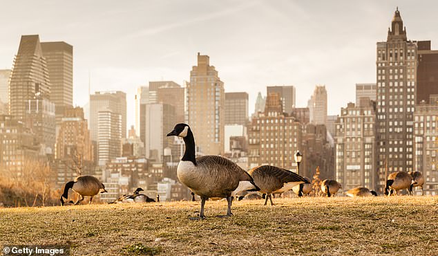 Geese, falcons and hawks living in Manhattan's parks and green spaces have tested positive for the virus, officials say, although the cases could be more widespread (stock image)