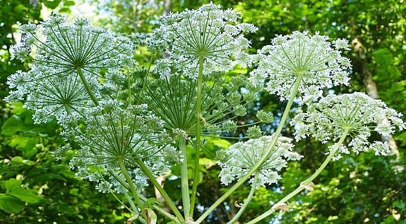 'Britain's most dangerous plant': Giant hogweed (Heracleum mantegazzianum) is found all over the country and looks harmless enough but can cause life-changing injuries