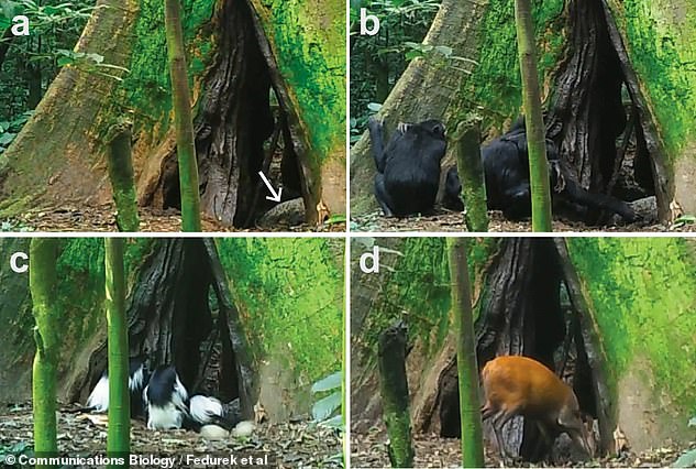 These photos, taken with a motion-sensitive trail camera, captured: A) a guano pile at the opening of a tree where bats roost;  B) chimpanzees that eat guano;  C) black and white colobus monkeys eating the guano;  and D) a red duiker, a species of antelope, that eats the guano.