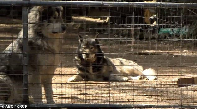 Shasta County Sheriff's Department deputies raided the property in Shingletown last week and recovered three dogs and seven puppies, three of which are still at large.