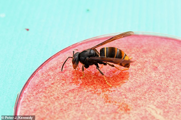 Scientists have developed an AI system that can sound the alarm if it detects invasive Asian hornets