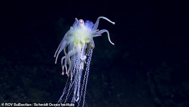 Deep sea expedition uncovers more than 50 never before seen species off