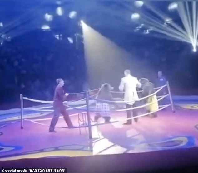 Shocking footage captured the moment two brown bears were forced to fight in a boxing ring at a Russian circus