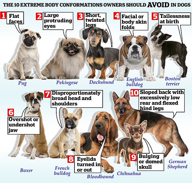 Vets have issued new guidelines on the 10 extreme body conformations that owners should avoid