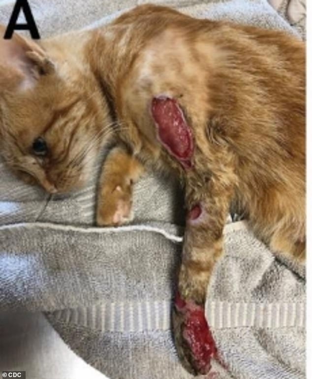 The first cat's lesions progressed and had to be humanely euthanized