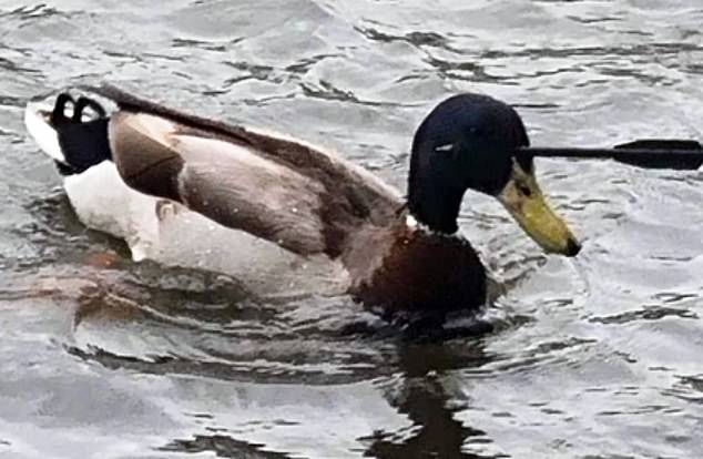 Photos of the duck were shared with the RSPCA by people visiting Holmer Lake in Telford