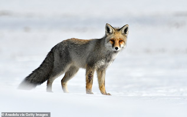 Foxes are notorious for raiding garbage cans and preying on pets.  They are generally considered a nuisance (stock image)