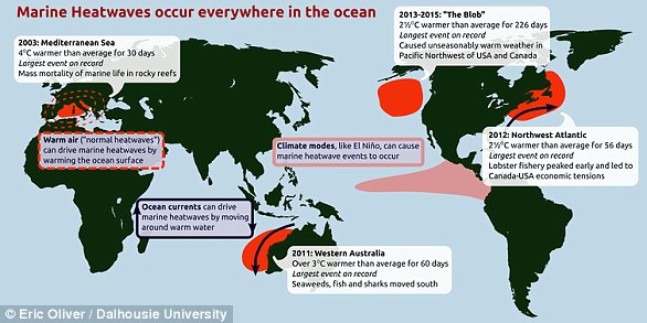 Unseasonably warm spells can last weeks or months, killing kelp forests and corals, and causing other significant impacts on marine ecosystems, fisheries and the aquaculture sector worldwide (pictured)