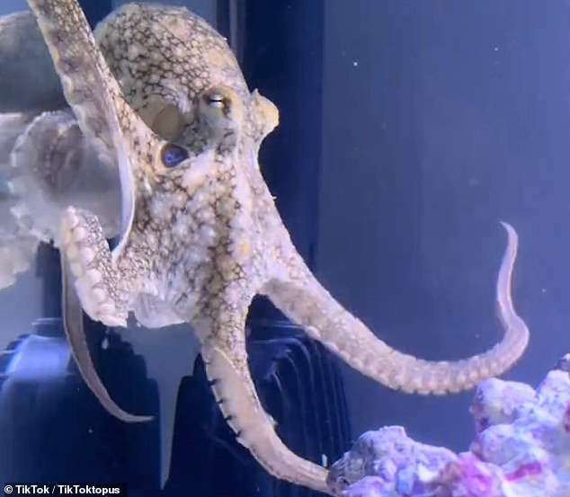In October, Cameron Clifford, a 36-year-old dentist, called a local aquarium store and purchased a female California two-pointed octopus for Cal's ninth birthday.  They called her Terrance
