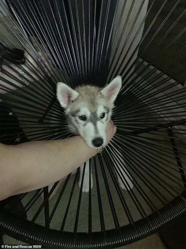 A FRNSW crew faced a usual challenge this weekend when the husky pup (pictured) got stuck in an Acapulco chair at a house in Queanbeyan