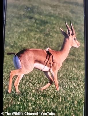 The gazelle was spotted by an Israeli army reservist, who took a photo and sent it to conservation officials (here the photo was taken)