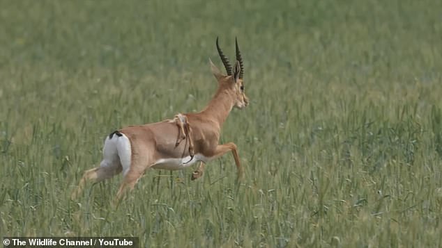 A member of the Israeli Defense Forces spotted a six-legged gazelle prancing through Israel's Holy Land