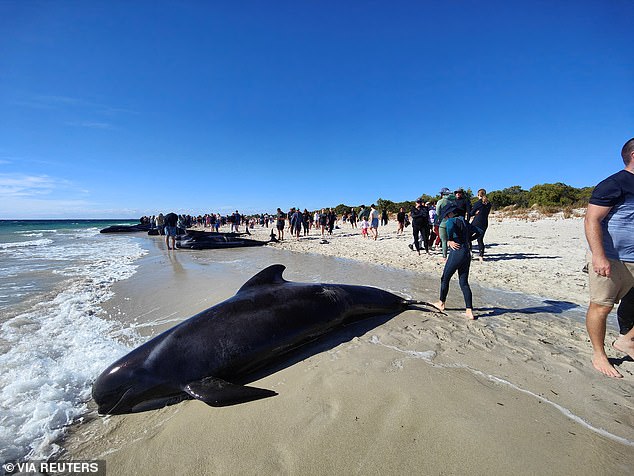 On Thursday, 160 long-finned pilot whales stranded at Toby Inlet near Busselton in south-west WA.