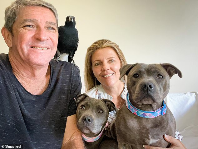 Molly the magpie became a global phenomenon when nature lover Juliette Wells and her partner Reese Mortenson documented the unlikely 'interspecies friendship' between the bird and their Staffordshire terriers, Peggy and Ruby (pictured together)