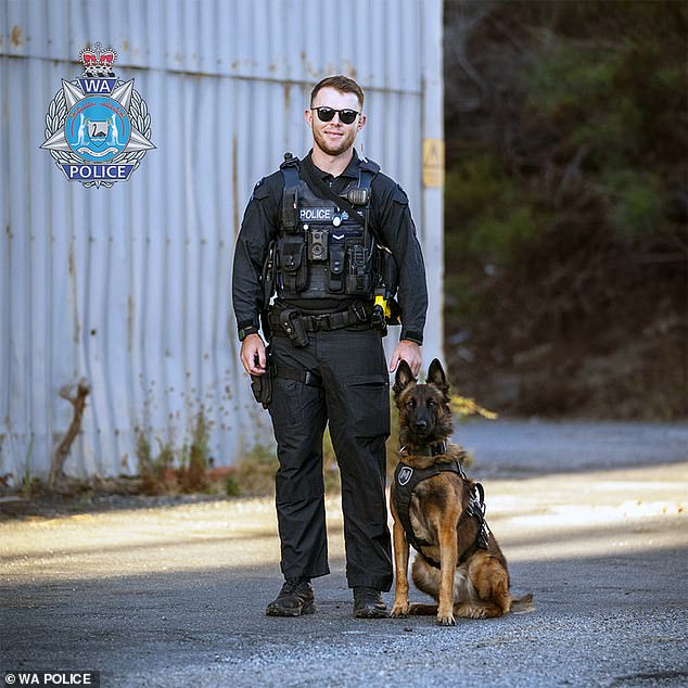 Ace, a Belgian Malinois who works for Western Australia police, suffered a medical episode while at work on Saturday and died