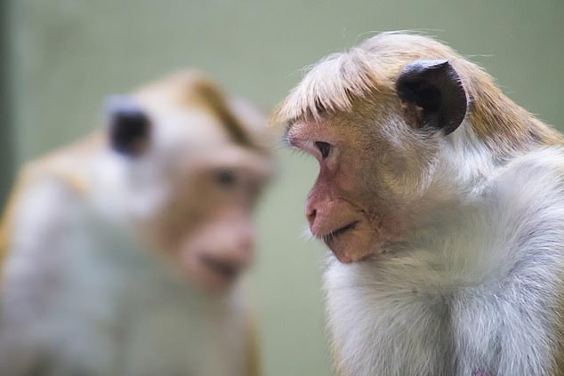 People can become infected if they are bitten or scratched by an infected macaque (stock photo) or if they have contact with the monkey's eyes, nose or mouth