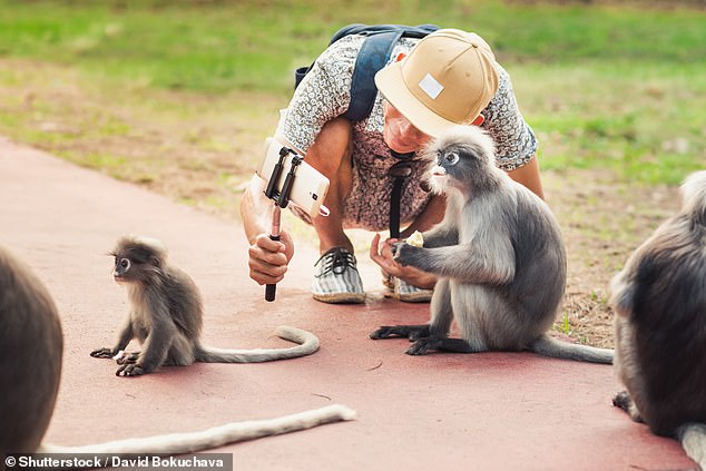 The man is believed to have contracted the virus after being attacked by a monkey during his visit to Kam Shan Country Park, also known as Monkey Hill, in late February (stock image)