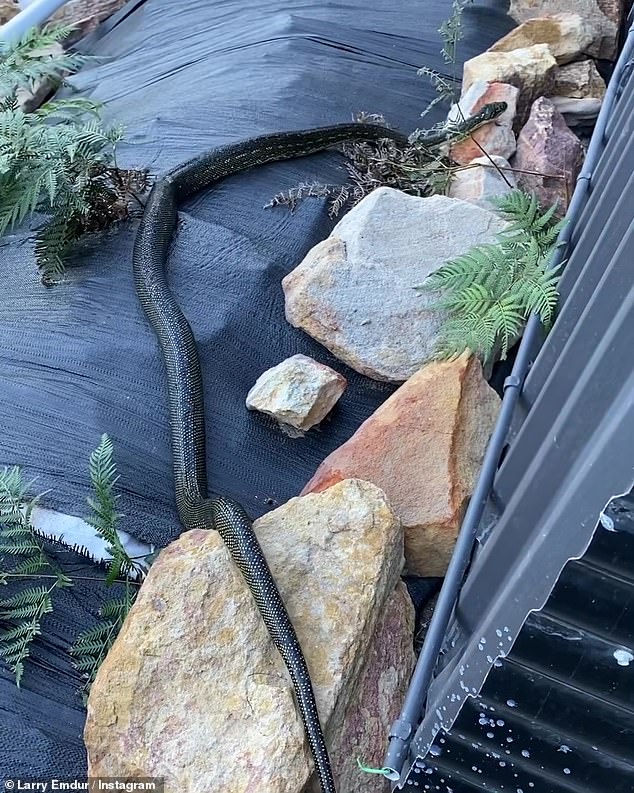 Larry Emdur has shared his terrifying encounter with a huge snake.  The 59-year-old Channel Seven Morning Show host shared close-up images of a black python (pictured) in his backyard on Instagram last weekend